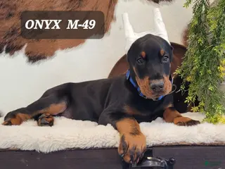 Doberman Pinscher dogs ONYX - Ad 25