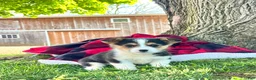 Welsh Corgi Pembroke dogs for sale: Tommy ❤️🐾Akc Genetic Tested Clear🐾❤️ - Ad 4
