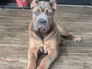 Cane Corso dogs Doja - Ad 7