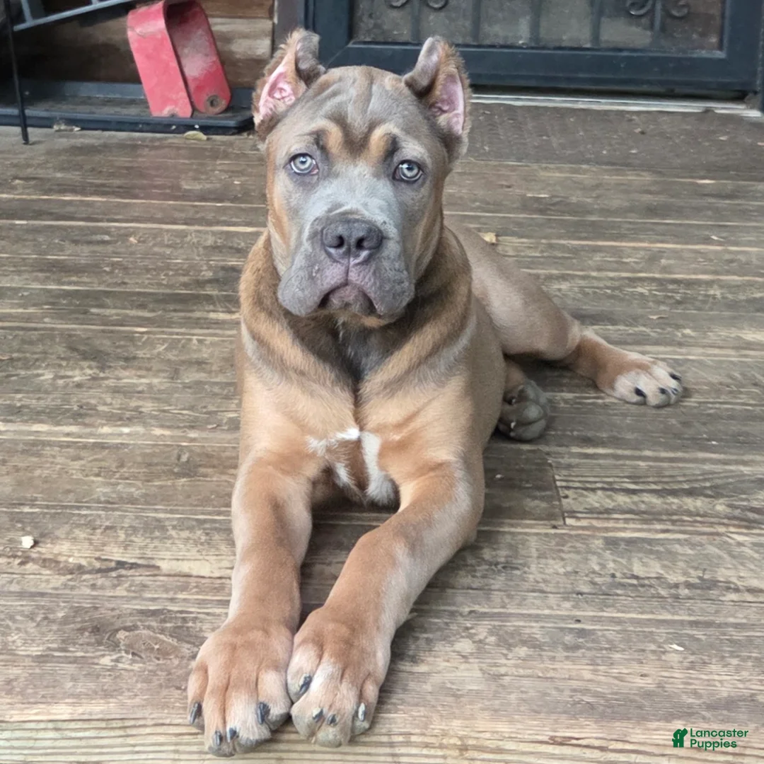 Cane Corso dogs for sale: Doja - Ad 3