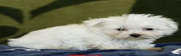 Maltese dogs for sale: Missy  - Ad 3