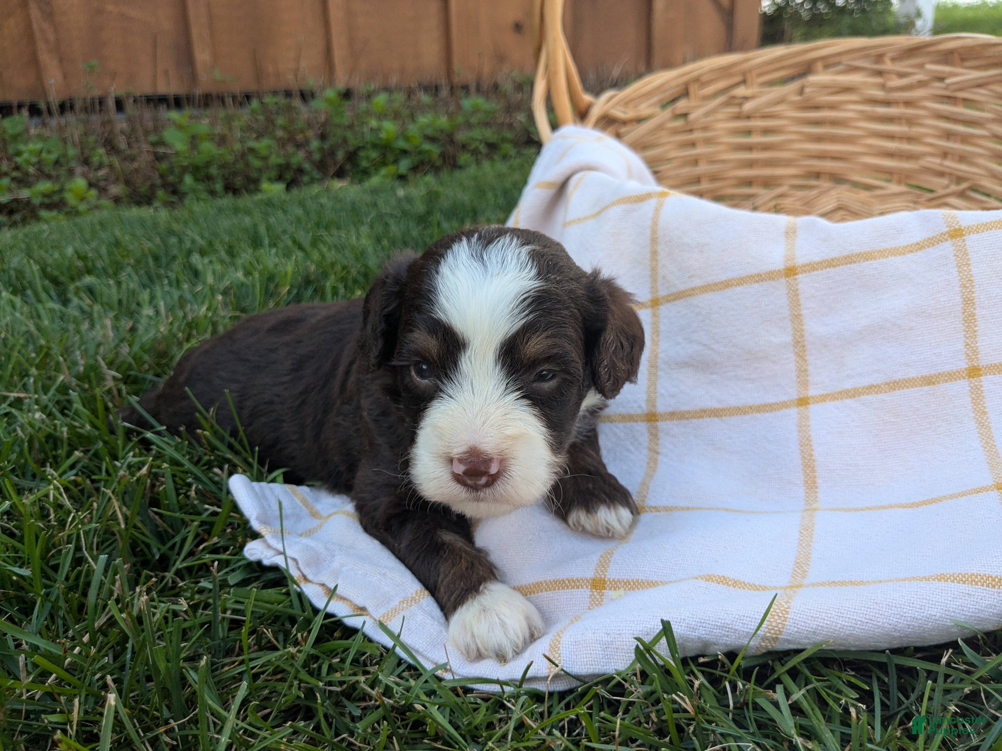 Bernedoodle dogs Willow - Ad 1