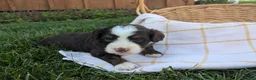 Bernedoodle dogs for sale: Willow - Ad 1