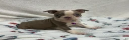 Boston Terrier dogs for sale: Dee - Ad 4