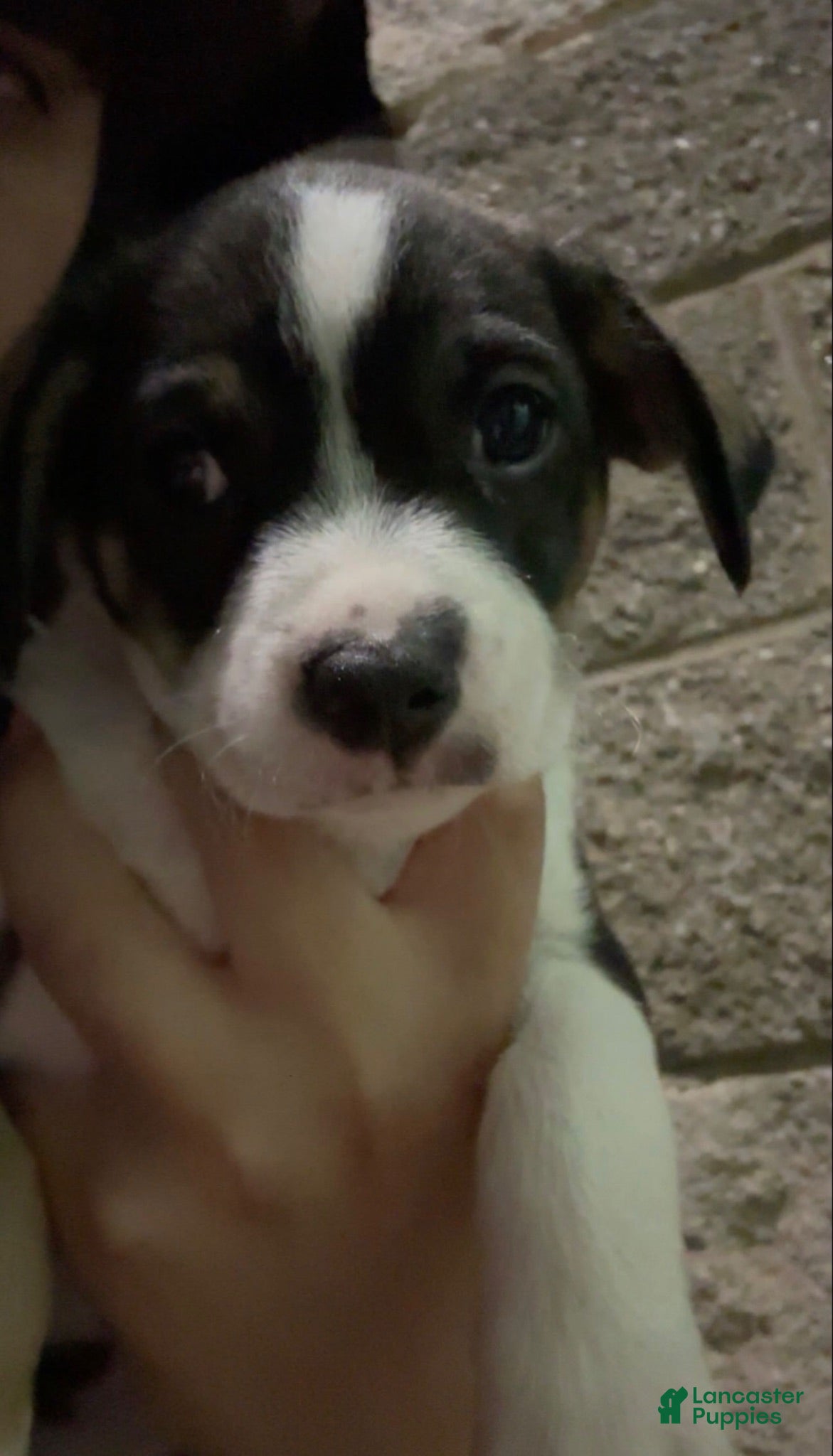 Mixed Breed dogs Pluto - Ad 38