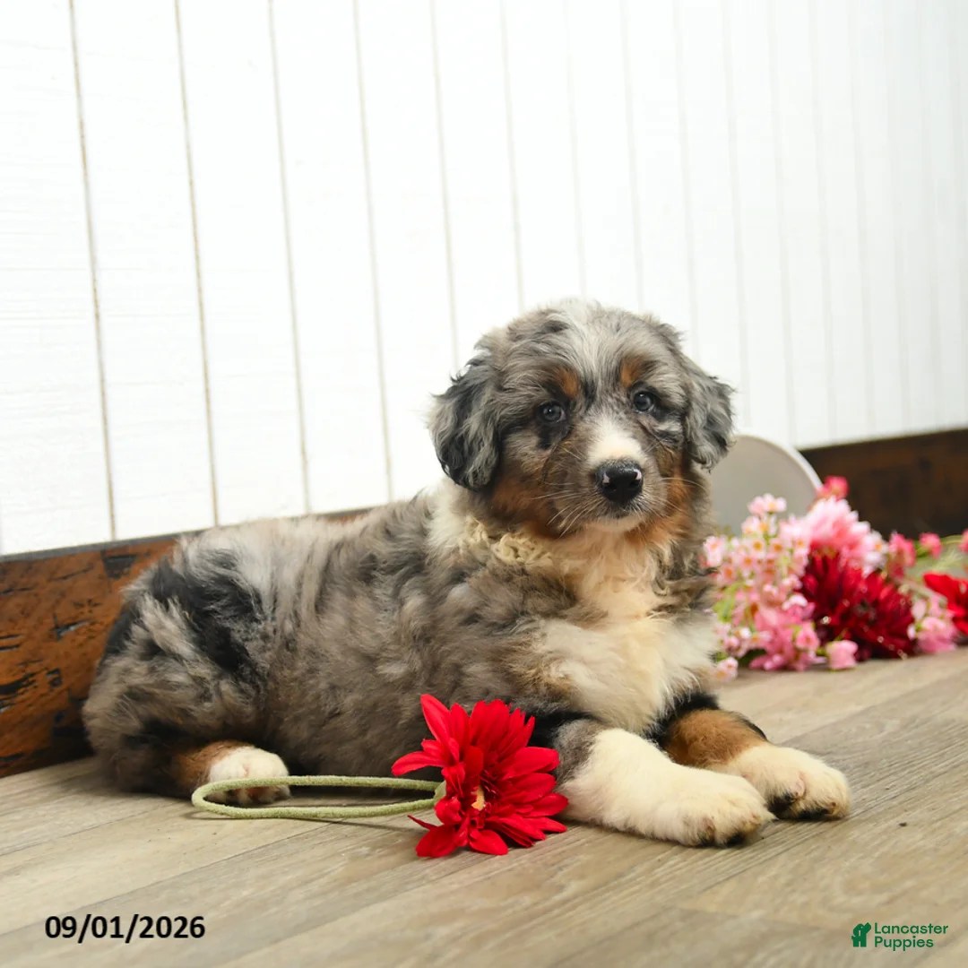Aussiedoodle dogs for sale: Quinton - Ad 3