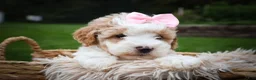 Cavachon dogs for sale: Hailey🌸 - Ad 1
