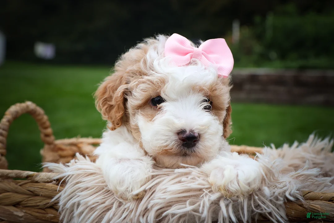 Cavachon dogs for sale: Hailey🌸 - Ad 1