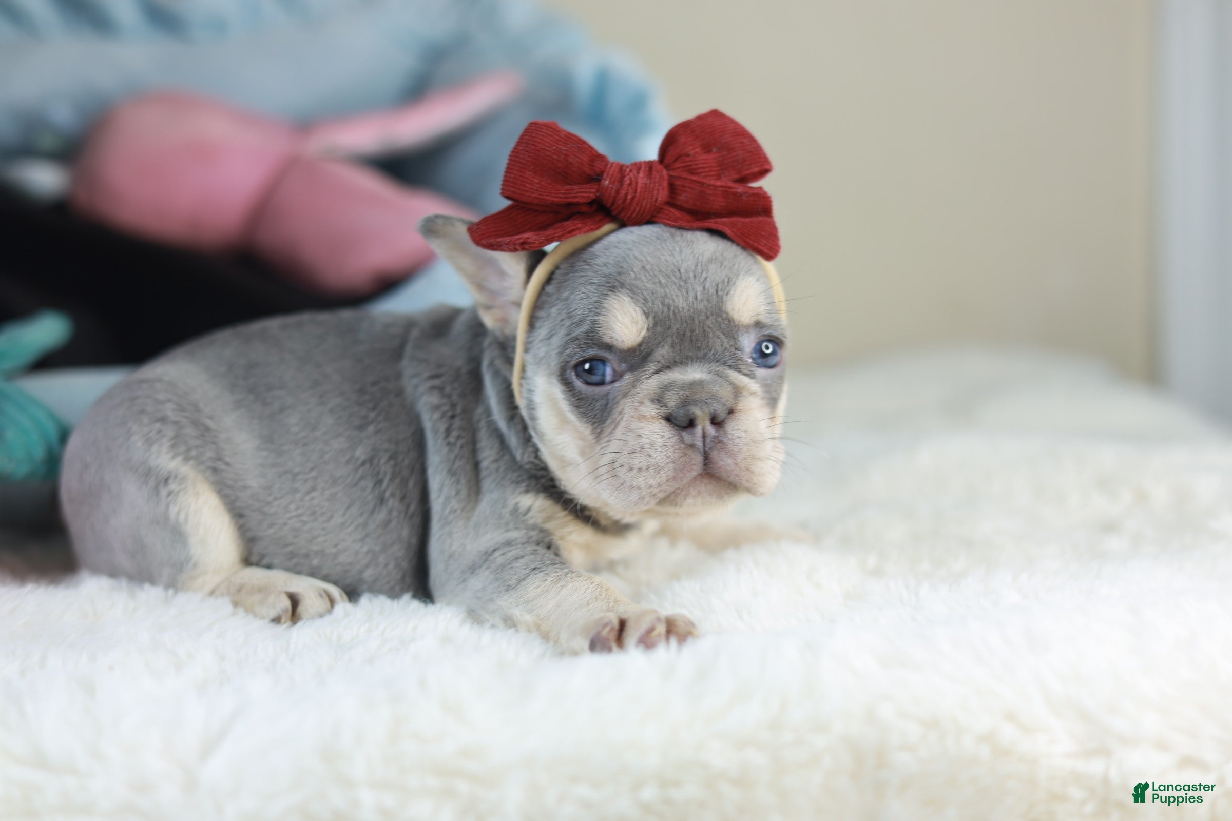 French Bulldog dogs CUPCAKE - Ad 27