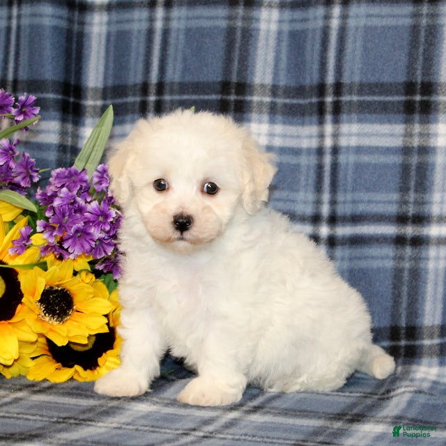 Bichon Frise dogs Fabio - Ad 1