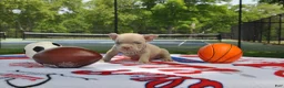 American Bully dogs for sale: American Bully 2 - Ad 16