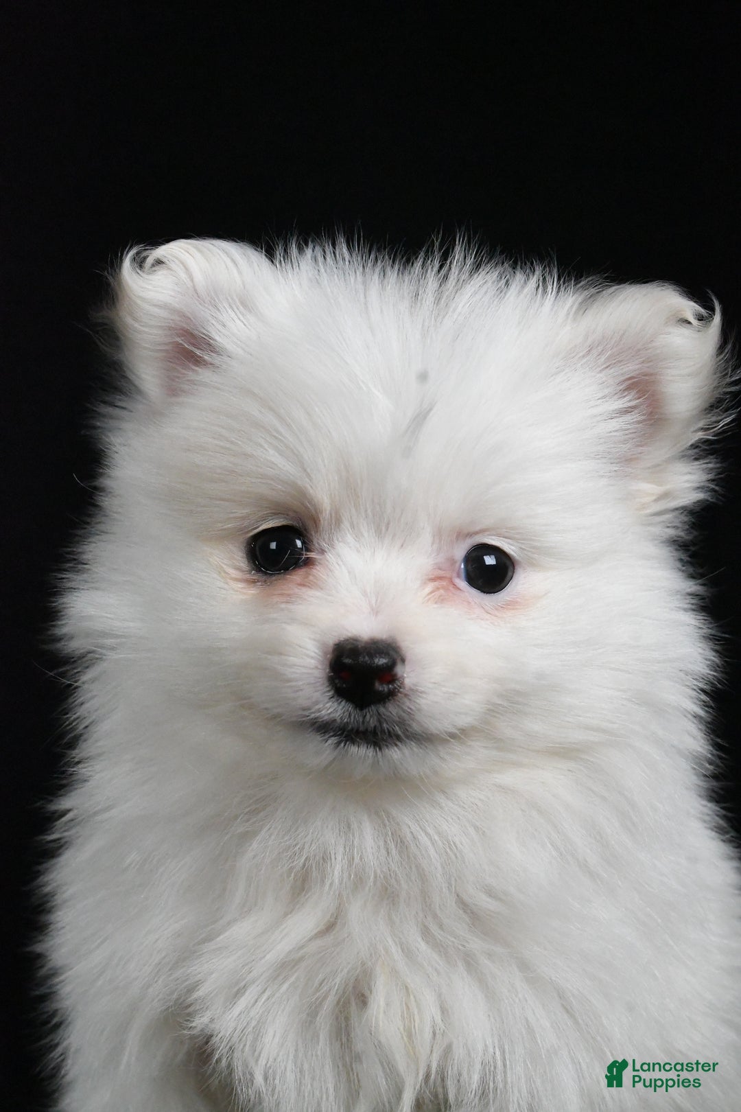 Pomeranian dogs for sale: Tula - Ad 7