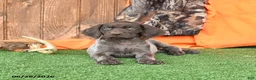 German Shorthaired Pointer dogs for sale: Serenity - Ad 3