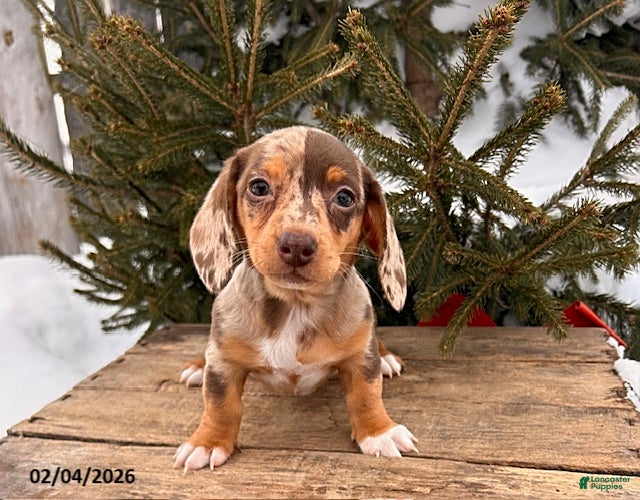 Miniature Dachshund dogs Zola - Ad 27