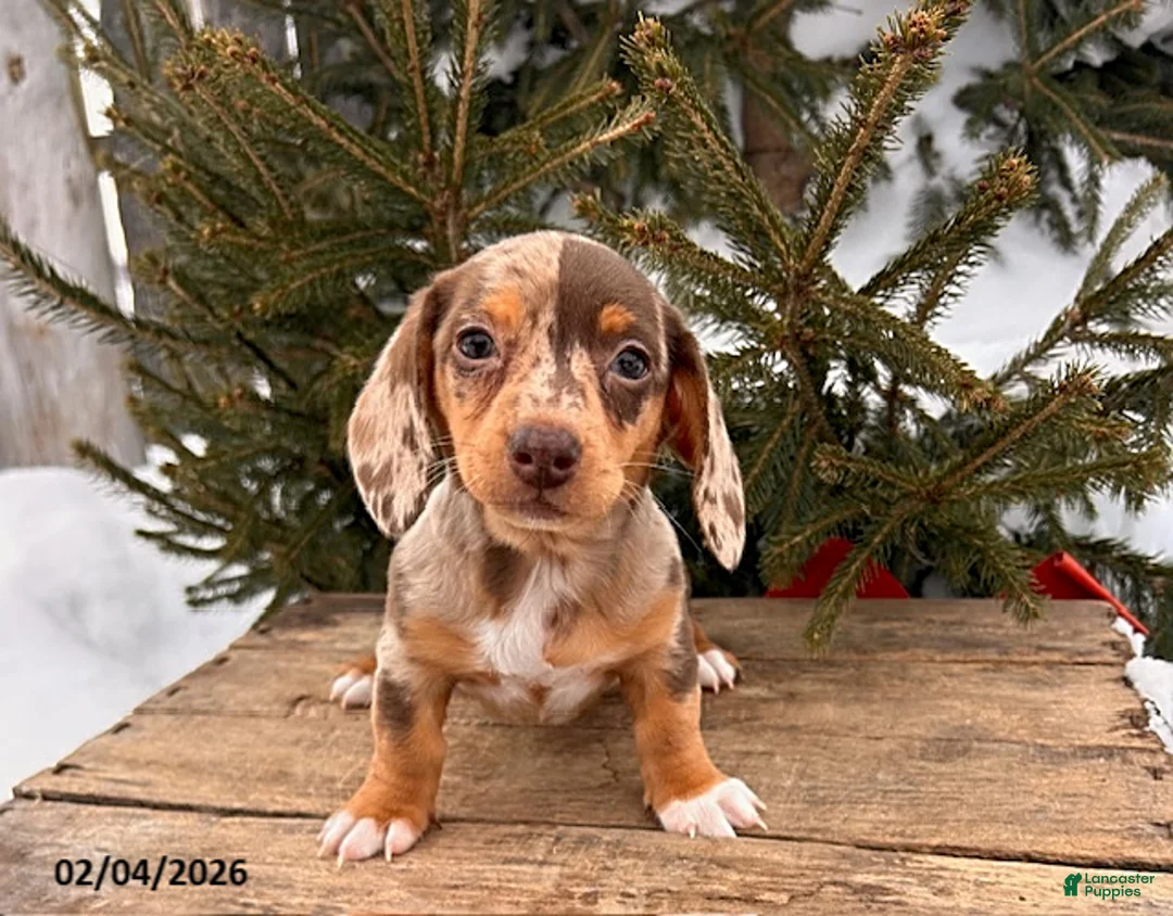 Miniature Dachshund dogs for sale: Zola - Ad 1