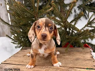Miniature Dachshund dogs Zola - Ad 27