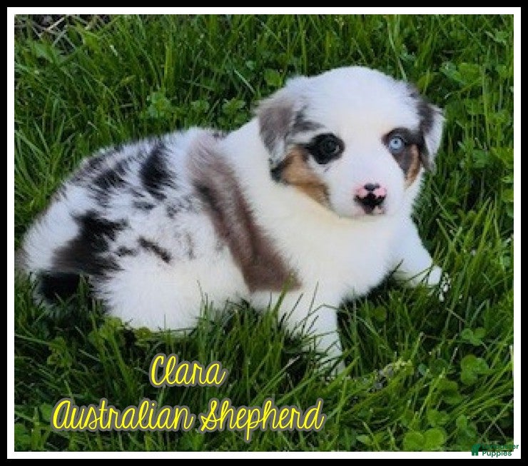 Miniature Australian Shepherd dogs Clara - Ad 1