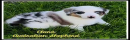Miniature Australian Shepherd dogs for sale: Clara - Ad 1