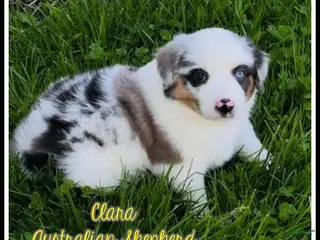 Miniature Australian Shepherd dogs for sale: Clara - Ad 2