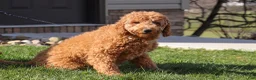 Mini Goldendoodle dogs for sale: Tigger - Ad 8