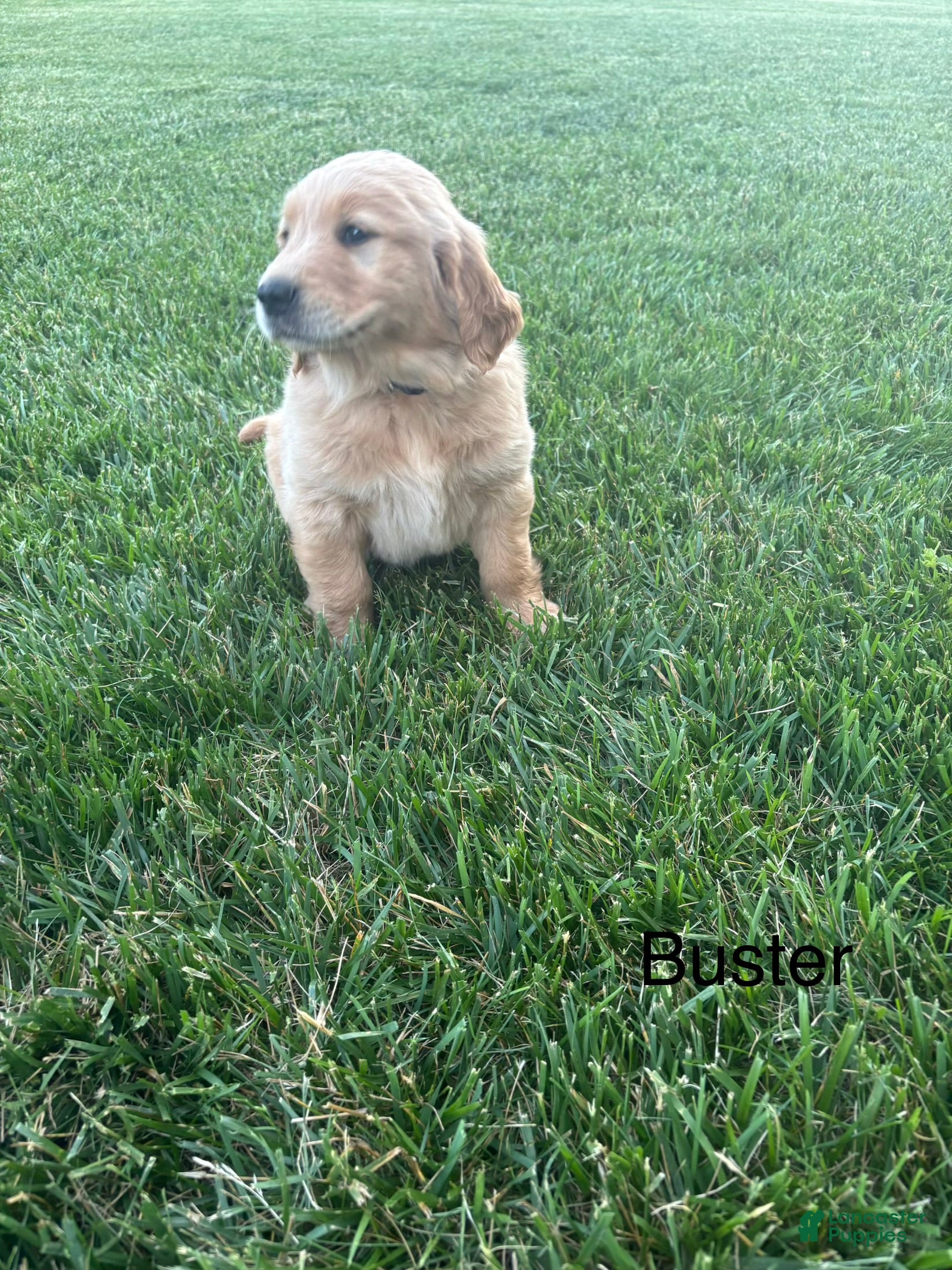 Golden Retriever dogs for sale: Buster - Ad 6