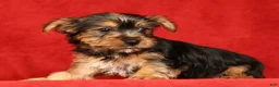 Yorkshire Terrier dogs for sale: Hunter - Ad 3