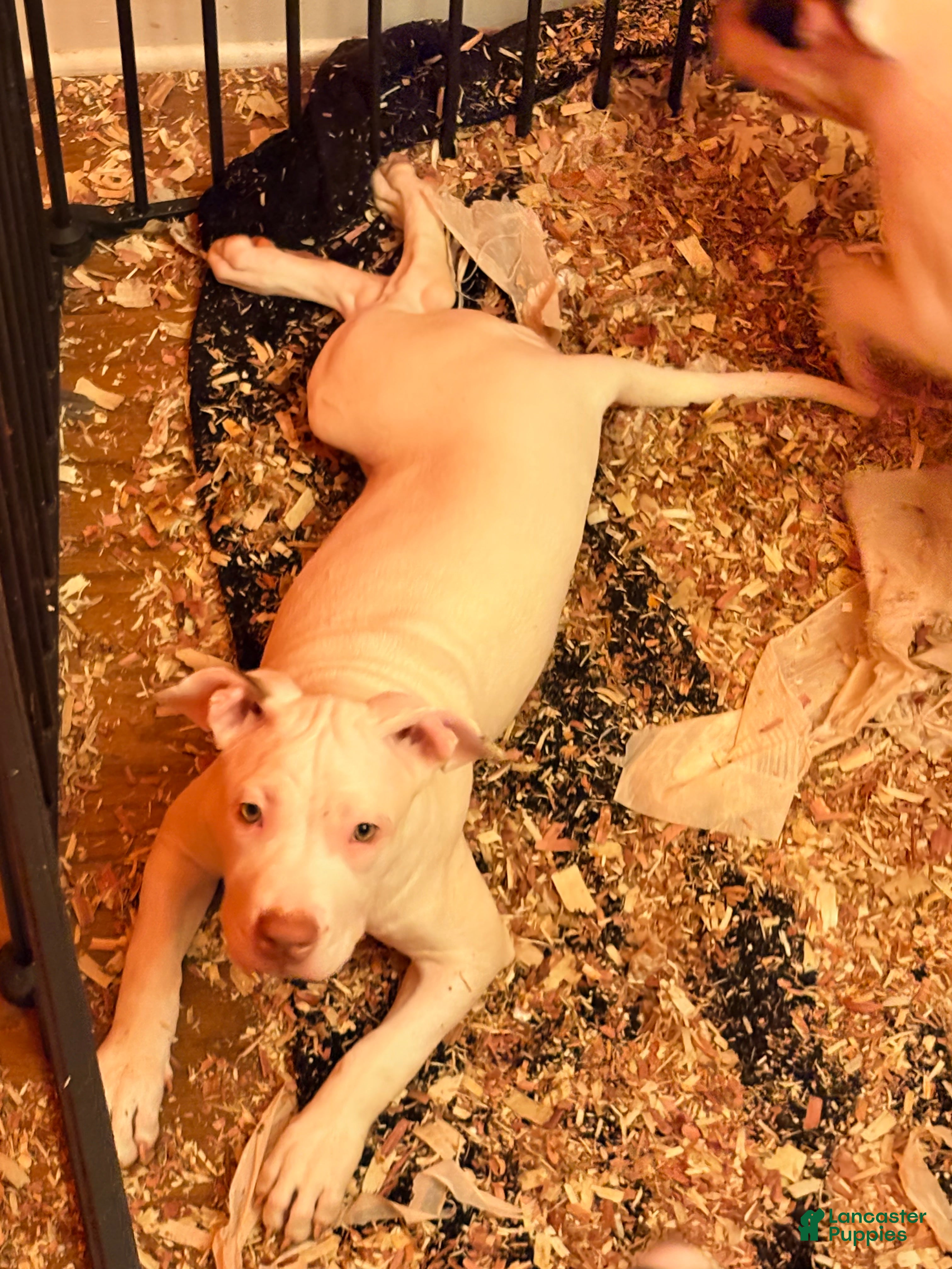 Mixed Breed dogs Mixed Breed 5 - Ad 2