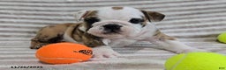 English Bulldog dogs for sale: Timmy - Ad 10