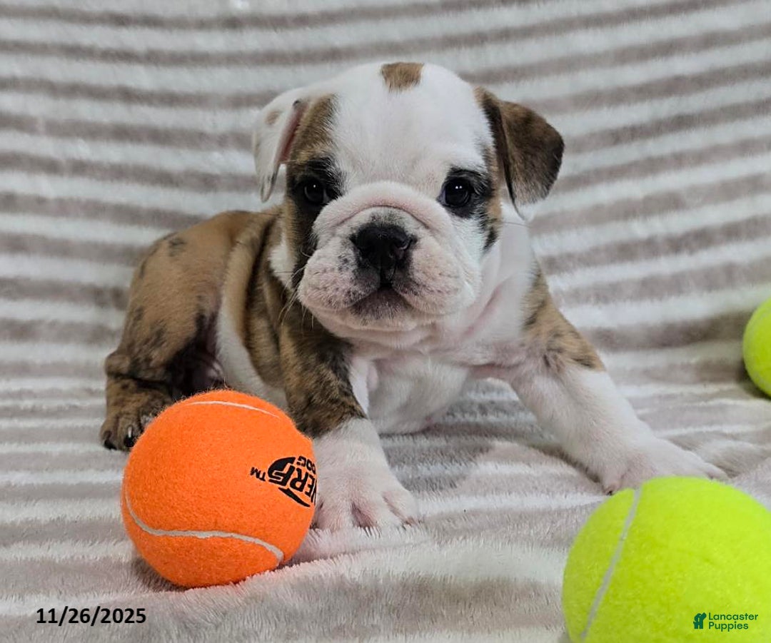 English Bulldog dogs for sale: Timmy - Ad 10