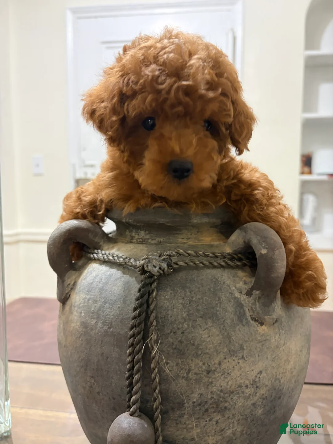 Toy Poodle dogs for sale: Rocky - Ad 2