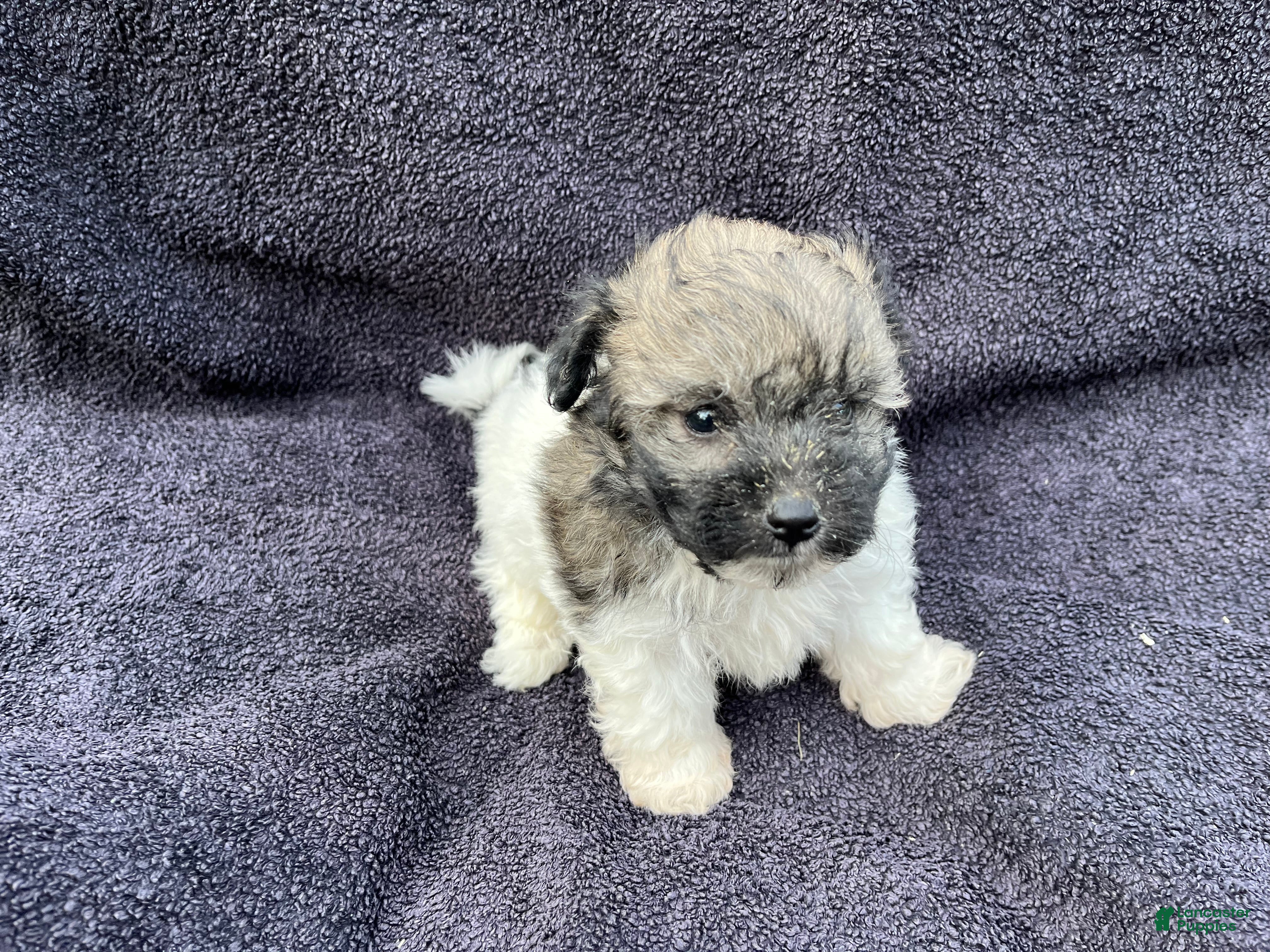 Mixed Breed dogs Rosie  - Ad 2