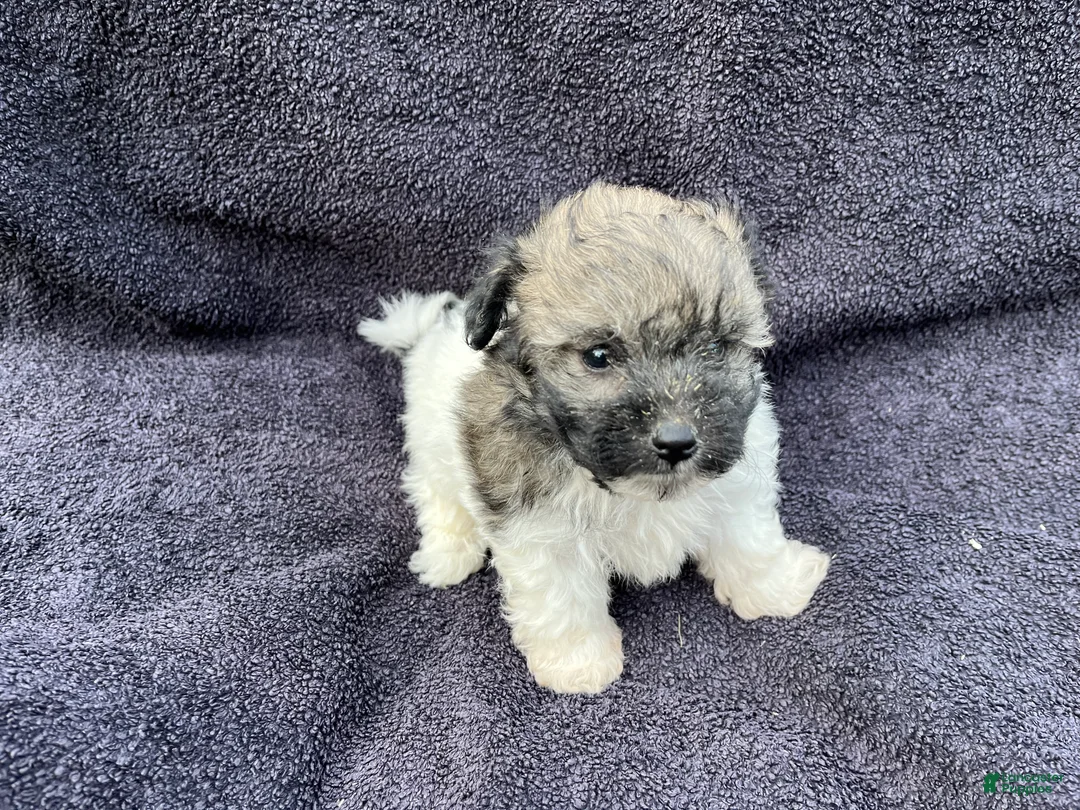 Mixed Breed dogs for sale: Rosie  - Ad 2