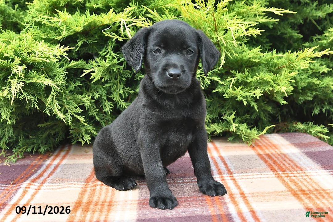 Labrador Retriever dogs for sale: Kelsey - Ad 1