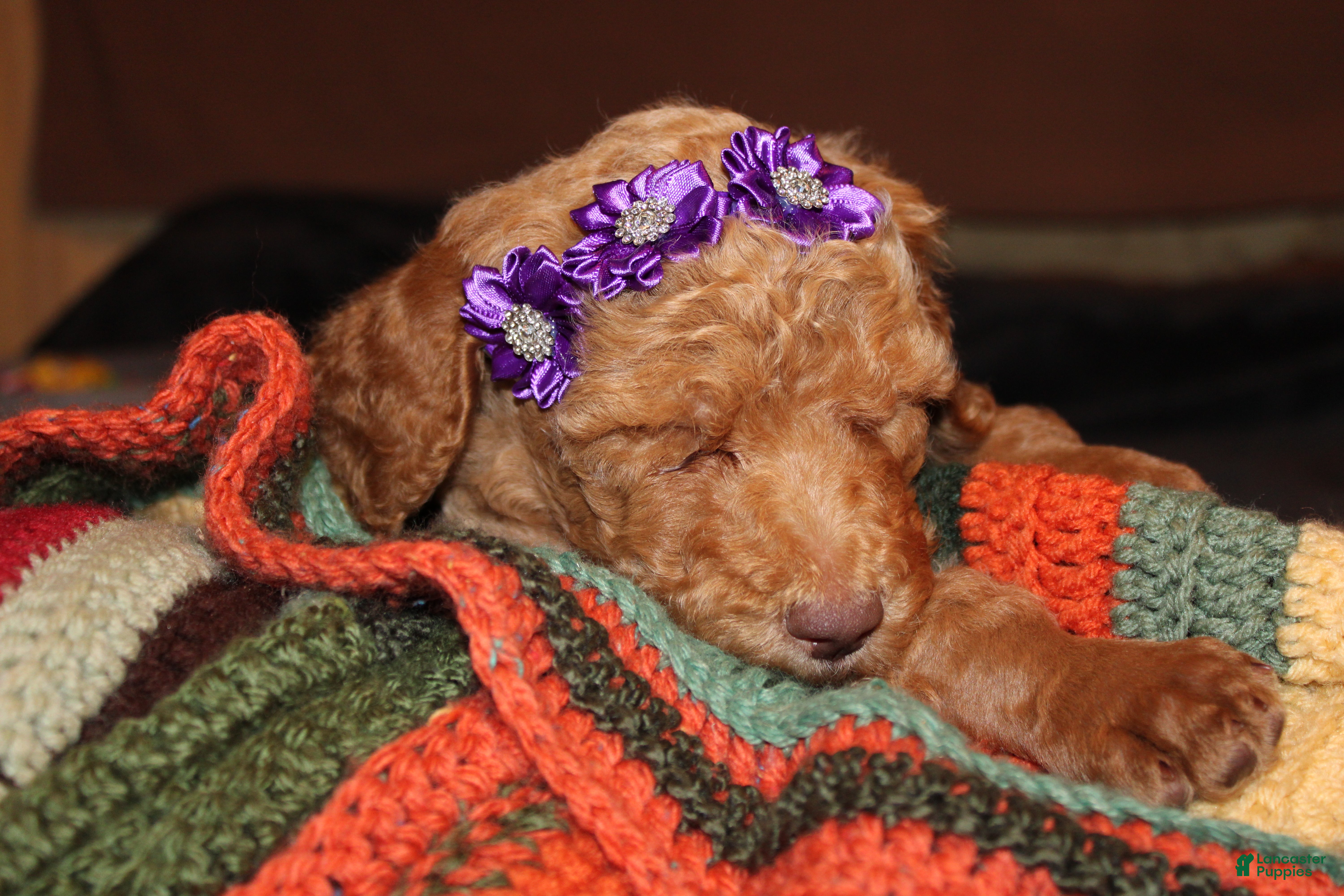 Standard Poodle dogs Standard Poodle Puppy 8 - Ad 41