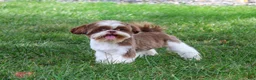 Shih Tzu dogs for sale: Andre - Ad 5