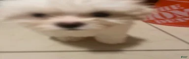 Zoe
