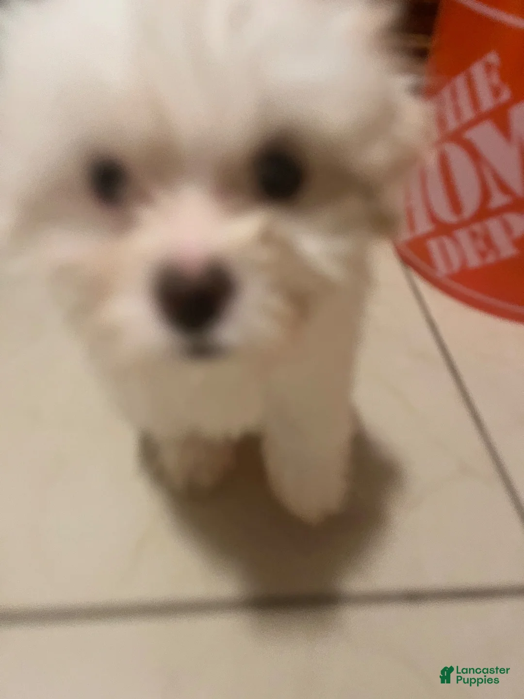 Mixed Breed dogs for sale: Zoe - Ad 1