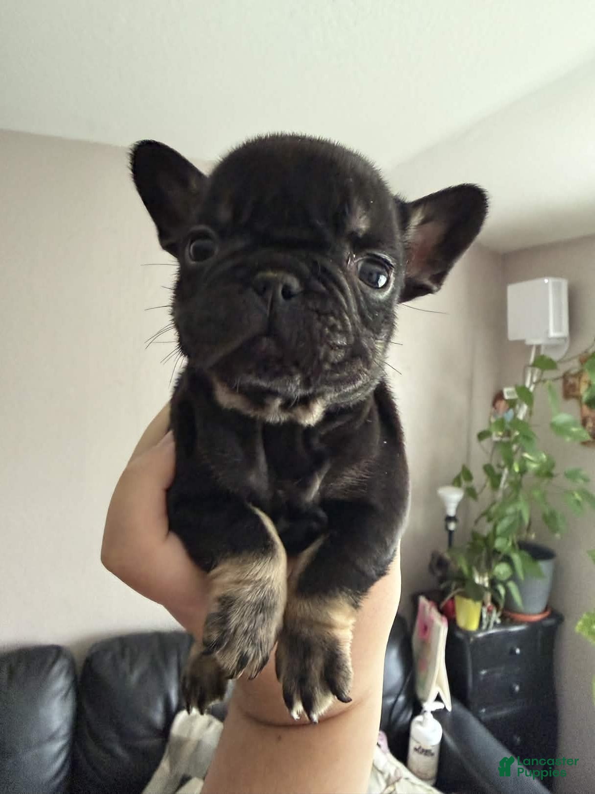 French Bulldog dogs Nina - Ad 2