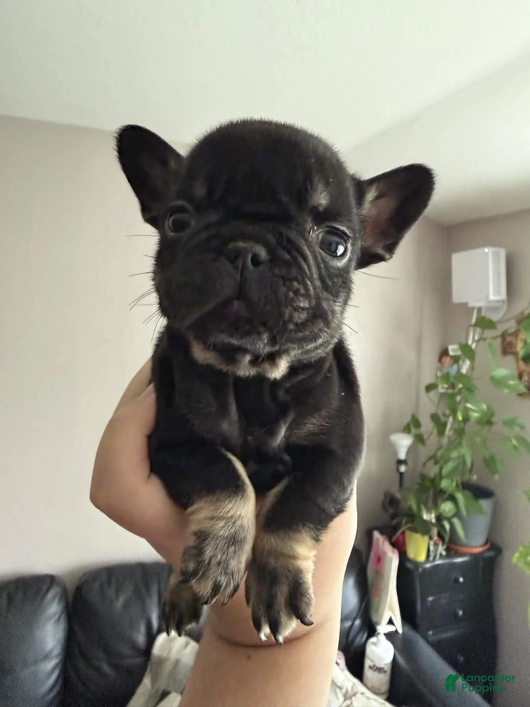 French Bulldog dogs for sale: Nina - Ad 1