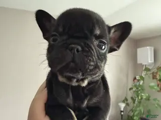 French Bulldog dogs Nina - Ad 2