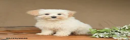 Maltipoo dogs for sale: Leo  - Ad 3