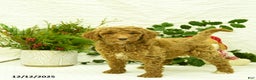 Goldendoodle dogs for sale: Kelsey - Ad 5