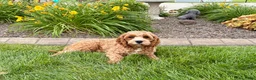 Cavapoo dogs for sale: Henry F1 - Ad 4