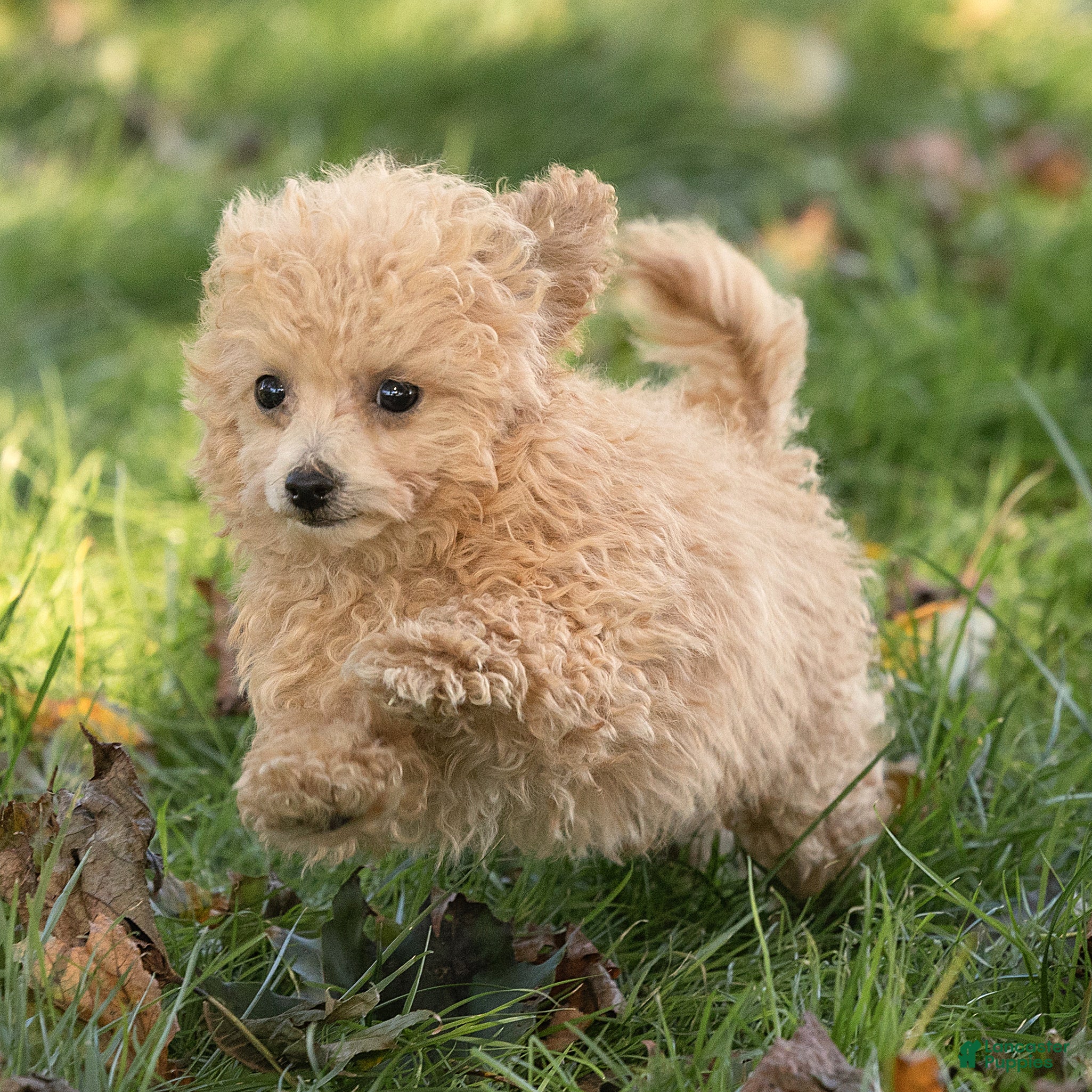Maltipoo dogs for sale: Winston Maltipoo  - Ad 1