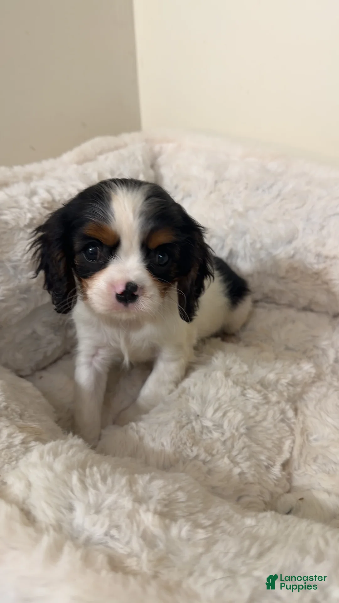 Cavalier King Charles Spaniel dogs for sale: Willow  - Ad 1