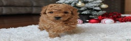 Toy Poodle dogs for sale: Carson - Ad 3