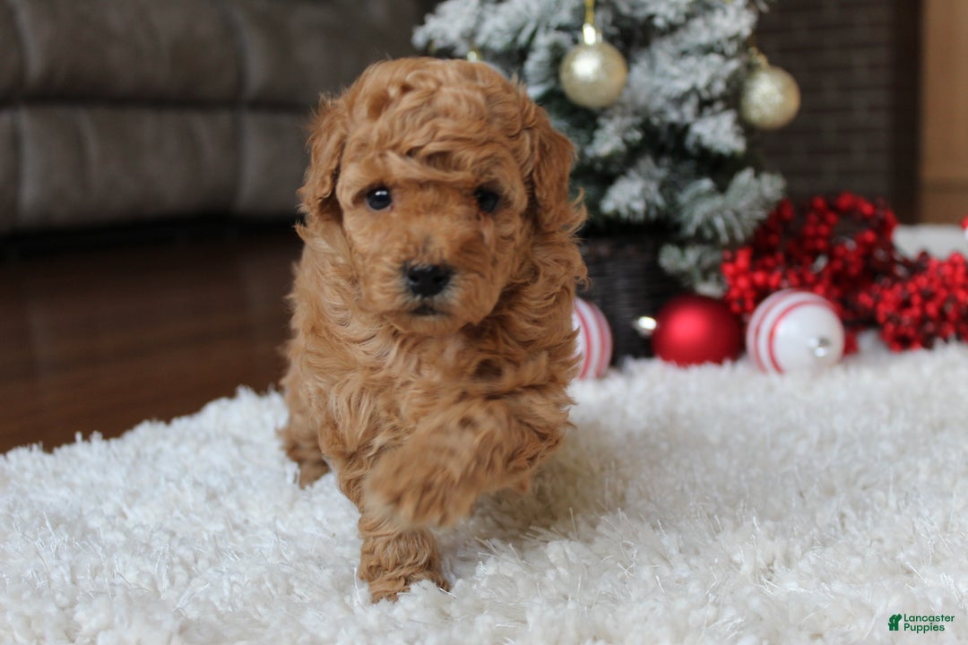 Toy Poodle dogs for sale: Carson - Ad 3