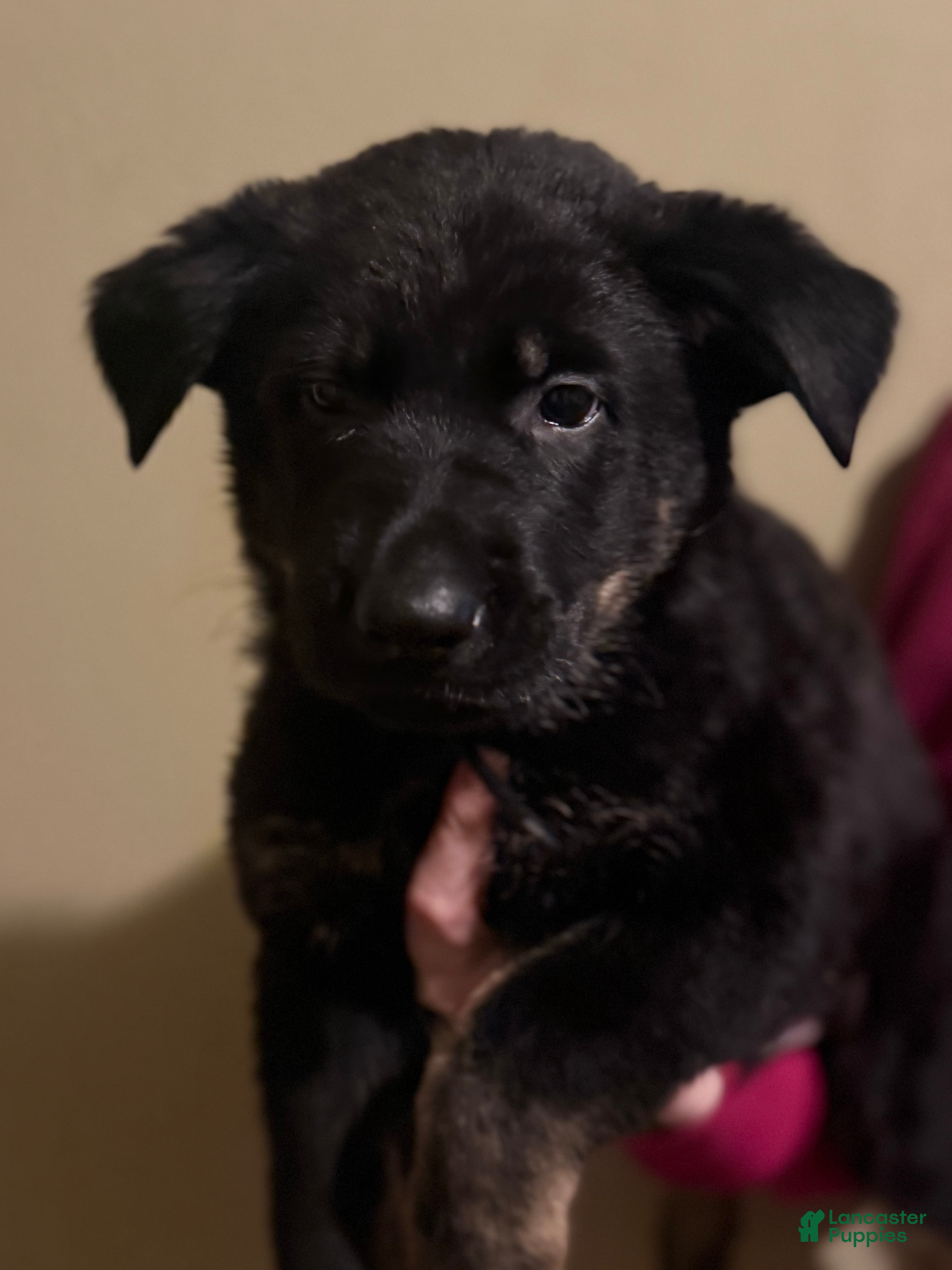 German Shepherd dogs Romeo - Ad 25