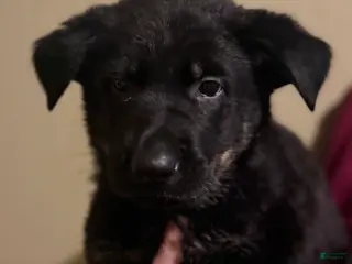 German Shepherd dogs Romeo - Ad 25