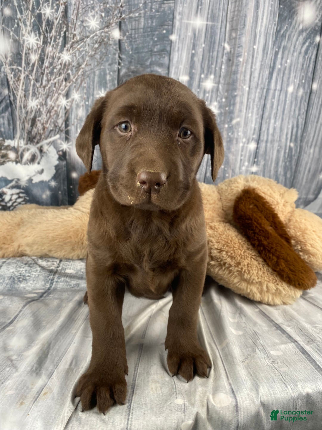 Labrador Retriever dogs for sale: Alice - Ad 6